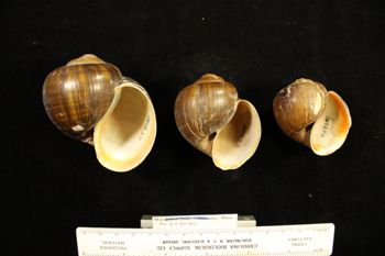Media type: image; Malacology 258090